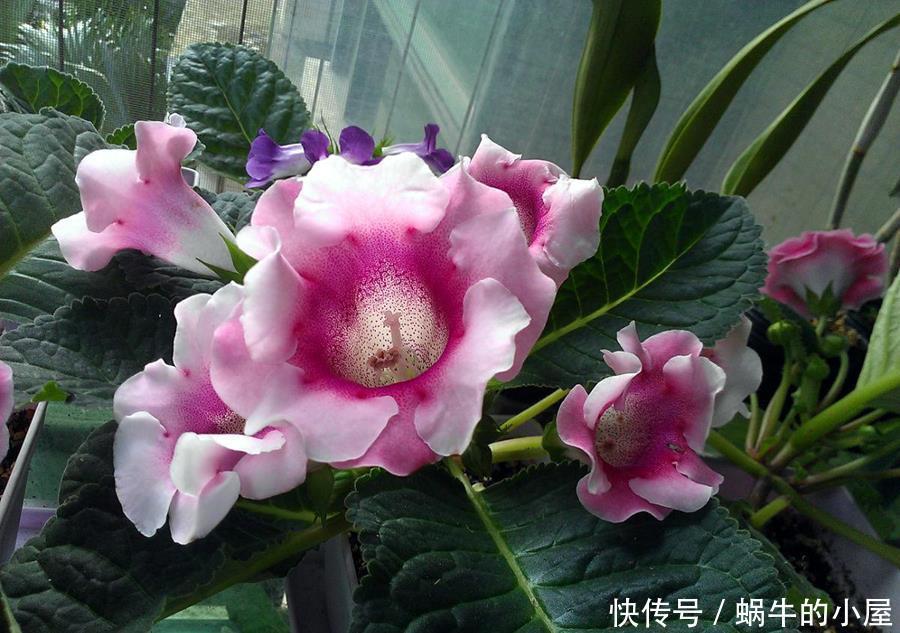 遮光网|4种需尽快搬离阳台的耐阴花,晒久了会影响花的生长,安排起来