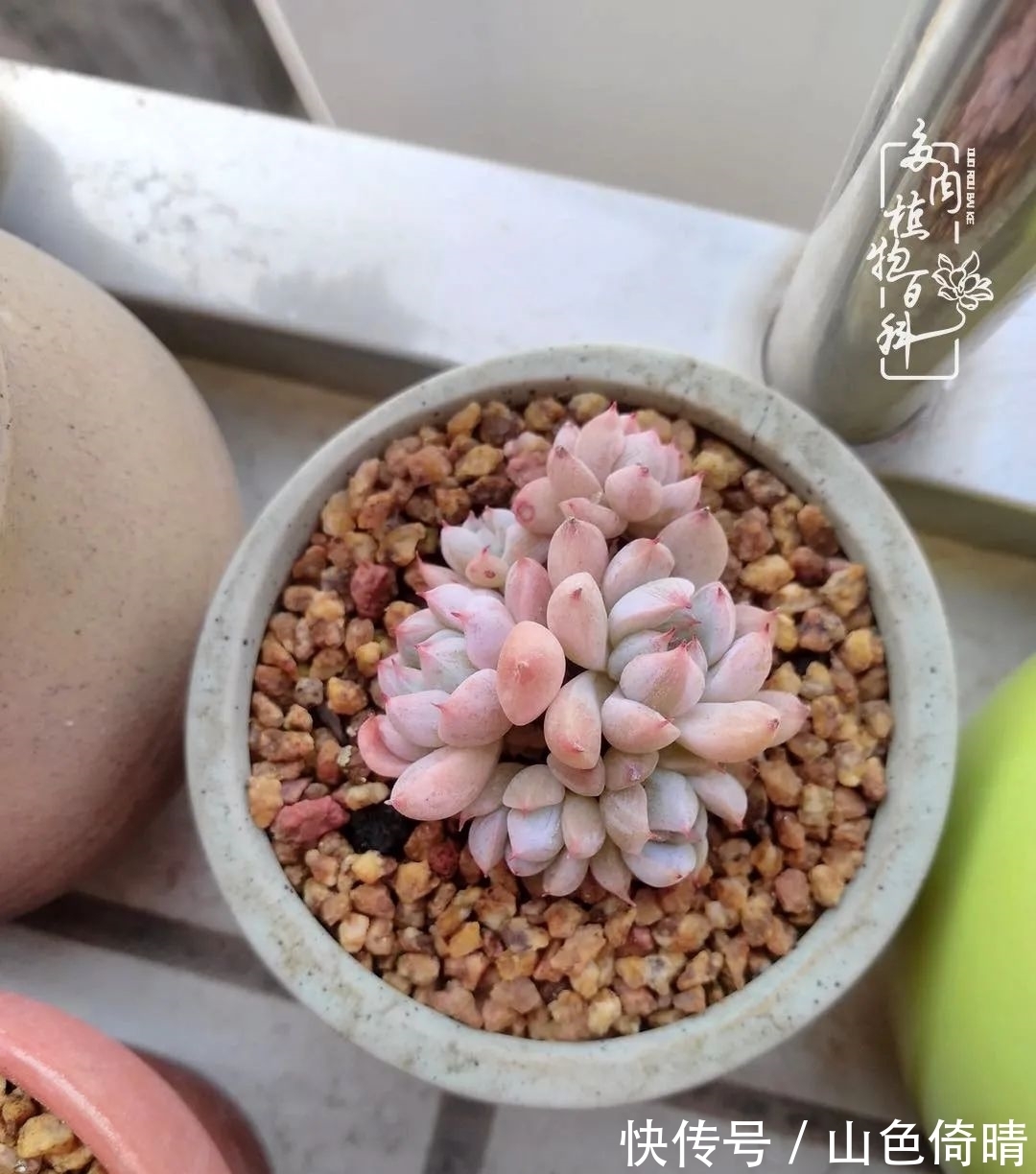 我与多肉植物百科的398天离别又重逢!