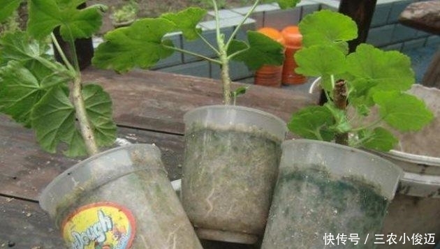 天竺葵扦插繁殖, 一盆变多盆, 夏天长爆盆!