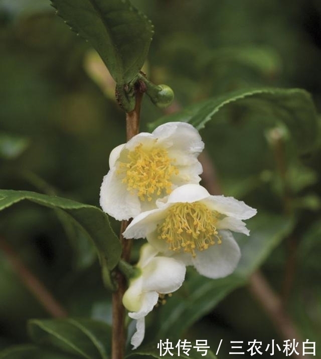 ÏËά|Ò»ÖÖÒ°¹ûÓªÑø¼ÛÖµ·Ç³£¸ßº¬°±»ùËá¡¢ÉÅʳÏËά¡¢Î¬ÉúËØC¼°¸ÆÔªËØ