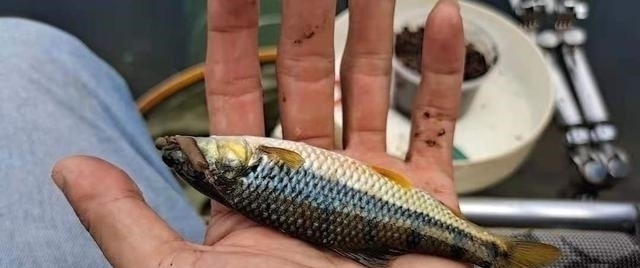 钓点|溪石斑,鱼体虽小价格昂贵,很多钓鱼人根本不懂如何垂钓!