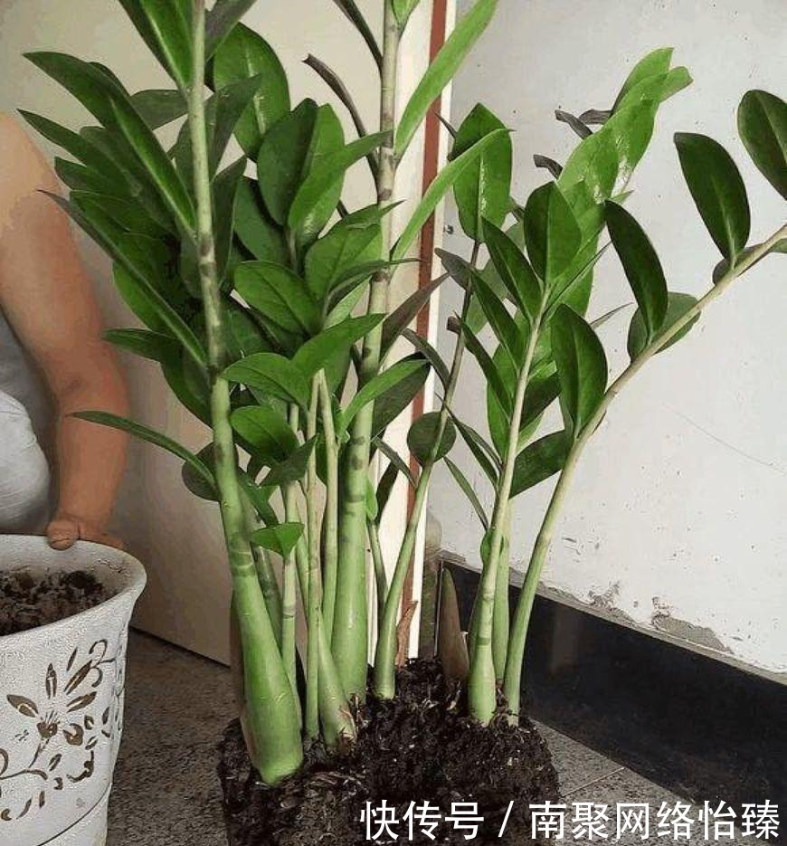 虎皮兰、君子兰、金钱树,用这1种方法,都能养爆盆