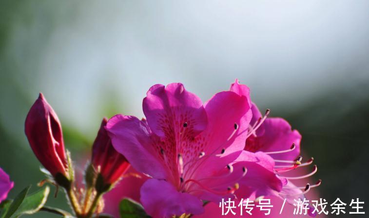 杜鹃盆景开花少怎么办,原来花农常用几个方法,让你花开不断