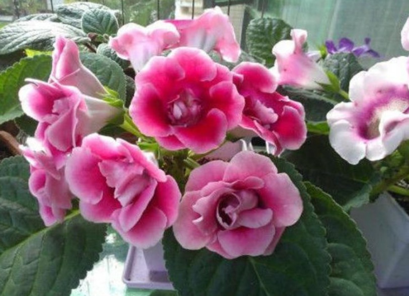 5种小众花,特别受大家喜爱,开花多、花期长,仙气十足!