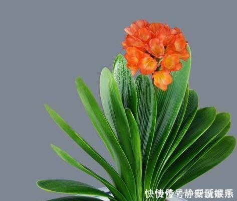 元宝|怎样养粗君子兰的基座做好4点,形似元宝,开花不愁