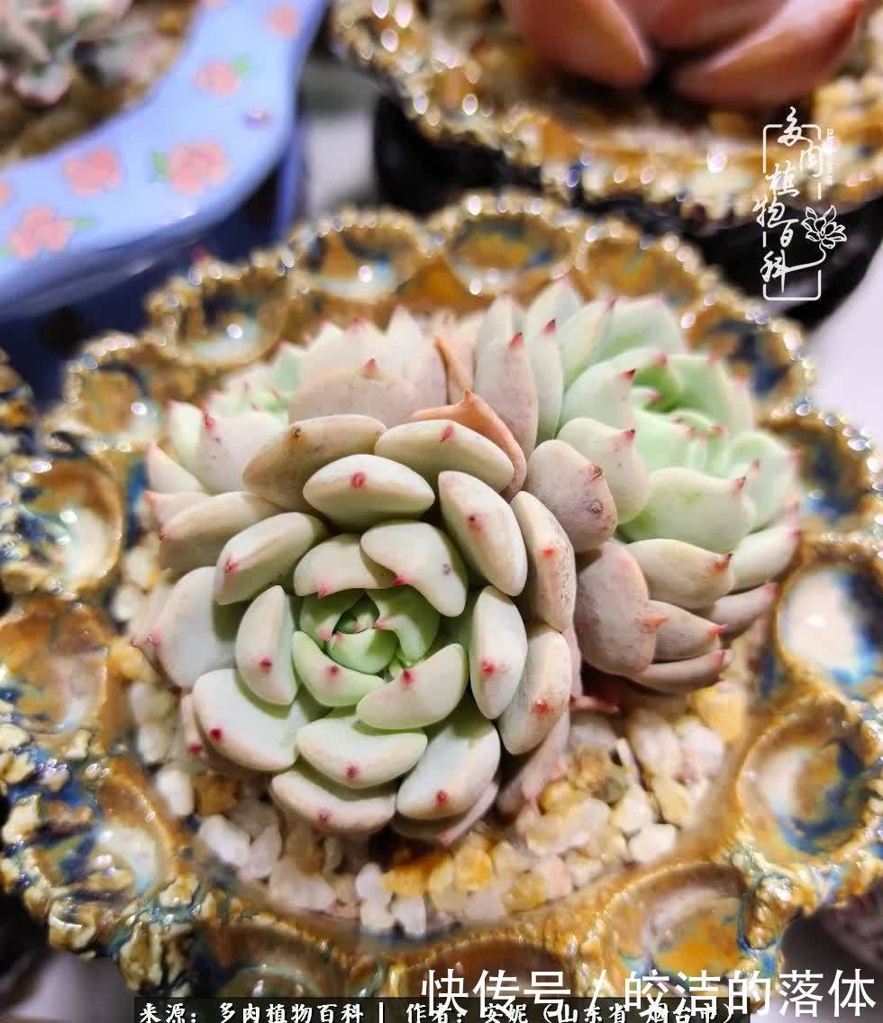 从无到有,四年坎坷多肉路,沉迷肉海难以自拔!