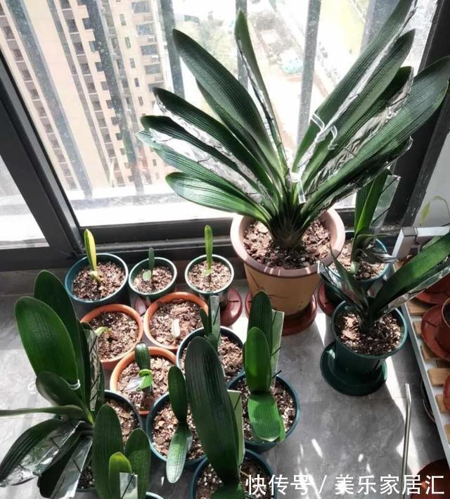 陶粒|君子兰翻盆,土里扔一把颗粒,透气肥效好,花根不腐烂