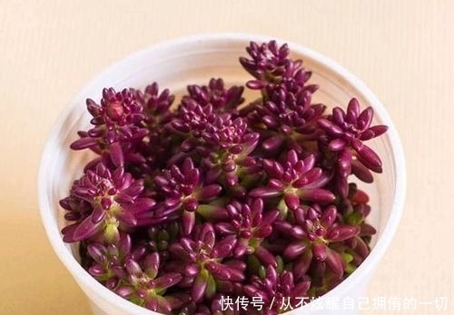 10款紫色系多肉,高贵梦幻,养一盆“紫气东来”,总有你喜欢的!