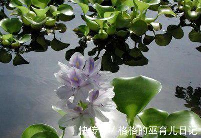 净化|水葫芦居然可以吃，水葫芦的功效和作用介绍