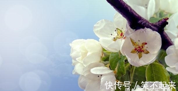 生肖牛|四周以后，贵人提携，真爱降临，绝处逢生，挽回你，携手今生不悔