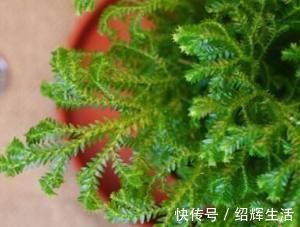 卫生间总有味养这3种花耐阴又好养吸味去臭样样行