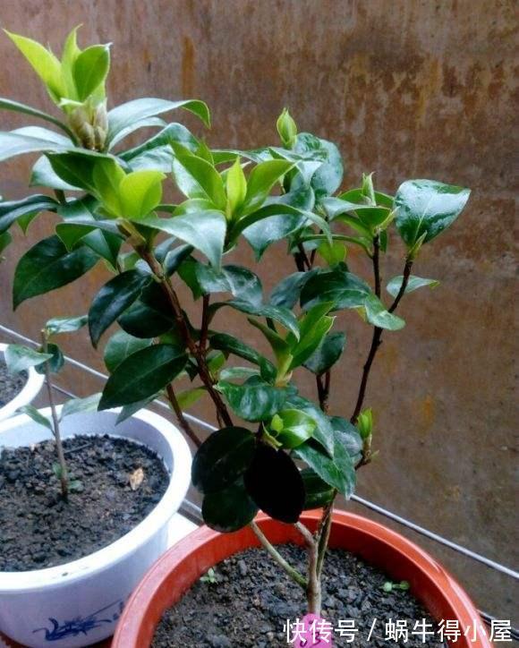 黄叶|茶花秋冬有“4怕”,难怪黄叶又掉“花苞”,避开今年还能开大花