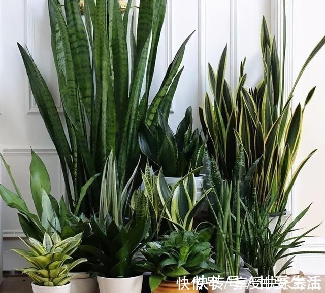 花友|这“三种花”遇水易疯长,“寓意好”吸甲醛净空气,家人少生病!