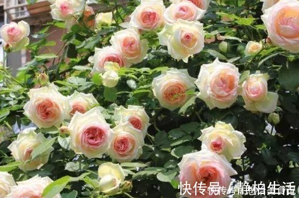 有机肥|她用一斤洋葱养出一片花海,邻居都来问什么秘诀,没想到这么简单