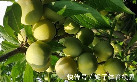 修剪|李子美容养颜、祛痰止咳,如何收获高产优质的李子,只需掌握四点