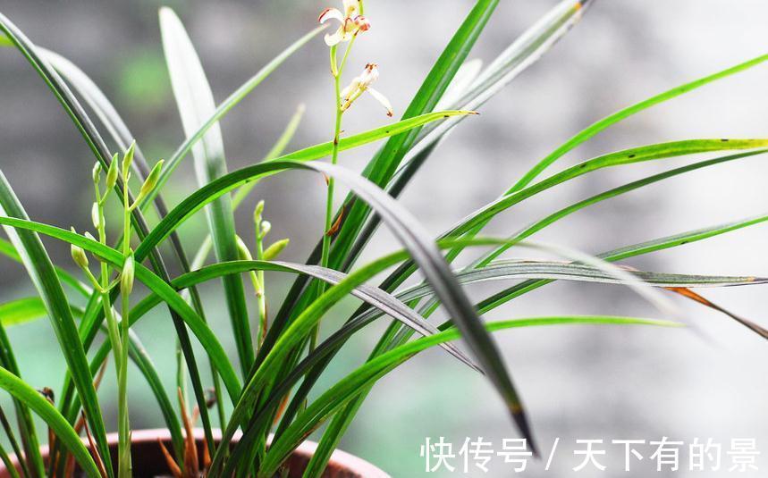 春兰|兰花这样养,花开不断,越长越好