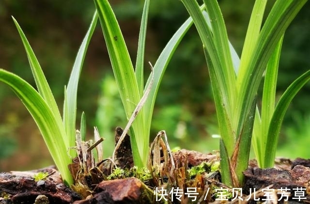 兰花喜酸还是喜碱?很多兰友虽明白,却都做错了