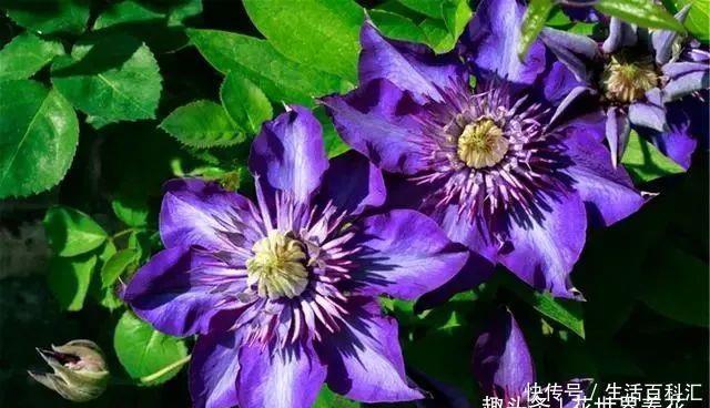 它们是“庭院3宝”,有院子一定要种全,开花时让人羡慕