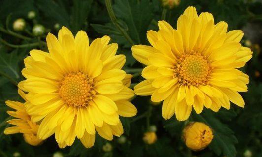 植株|从9月14日开始，家养此款花卉，花艳香浓，颜色鲜艳夺目