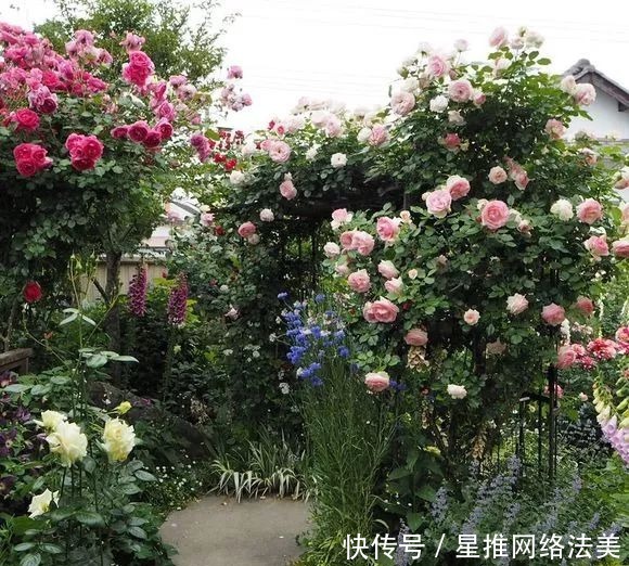 冬天3种花怕热,一热就落花落蕾,放在凉爽的地方最好!