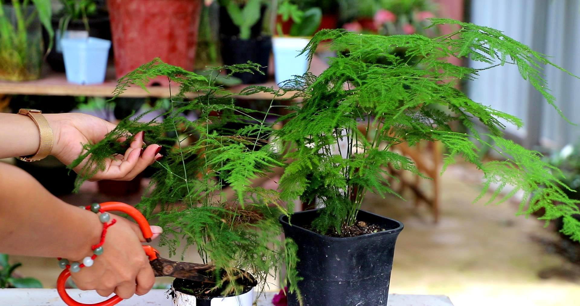 文竹促芽方法多,一杯水就能解决,你知道吗?