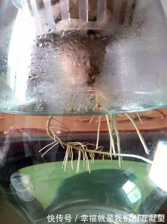 放水|4种花放水里猛长根，比土培好养100倍，一分钱不花，还很漂亮！