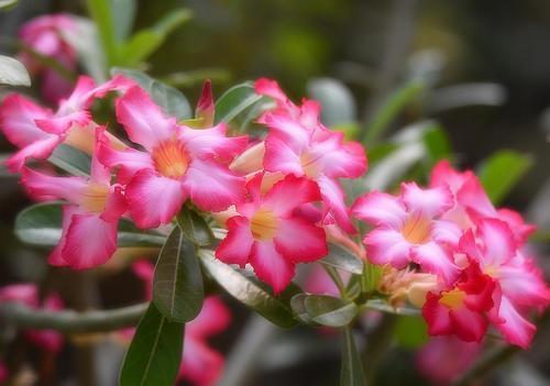 沙漠玫瑰到了花期,怎么尽快开花首先这几点要做好