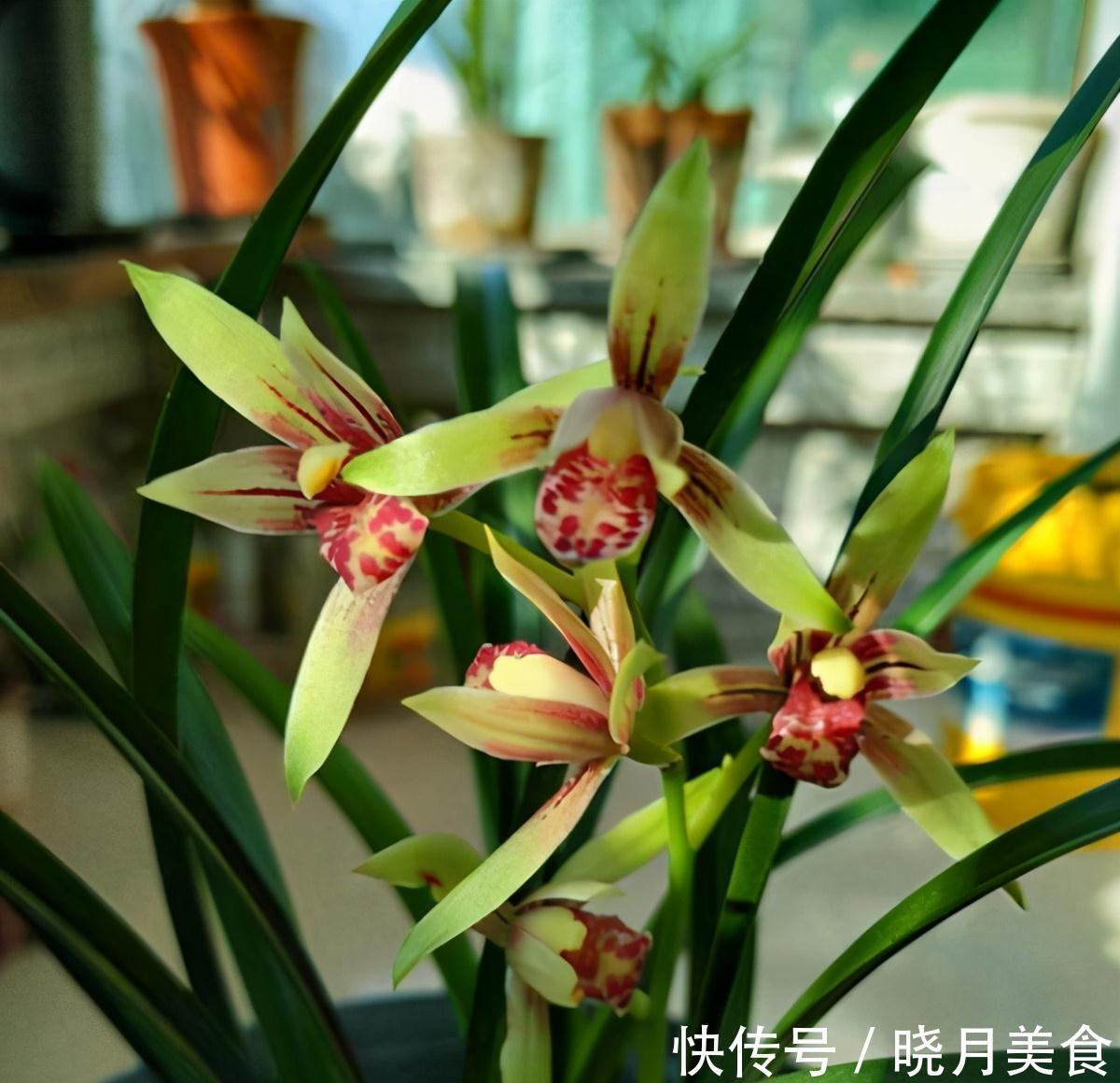 家里光线差,适合养这三种植物,养护简单,3个月就爆盆