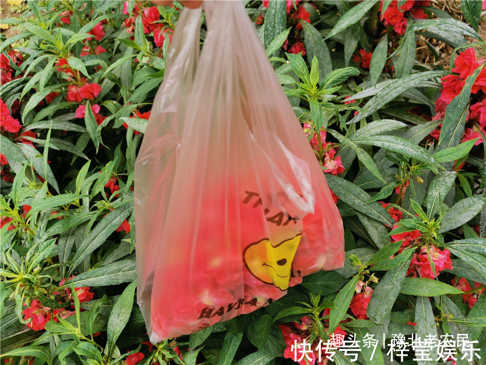 院子里种了许多凤仙花，采摘一些，自己染个头发