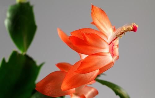 蟹爪兰开花小技巧，抓住几个重点，每片叶片都能冒花苞，花期还长