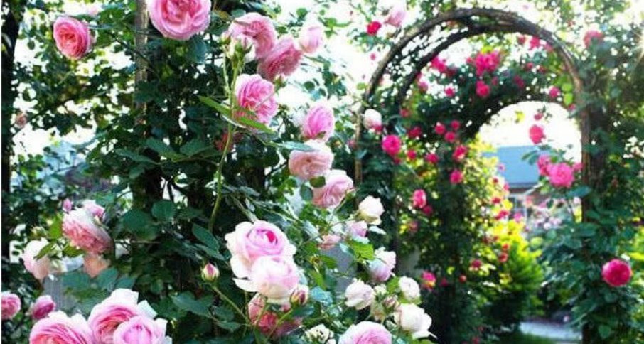 3种花开起花来拦不住,花朵鲜艳漂亮,最适合夏天养,香飘满院