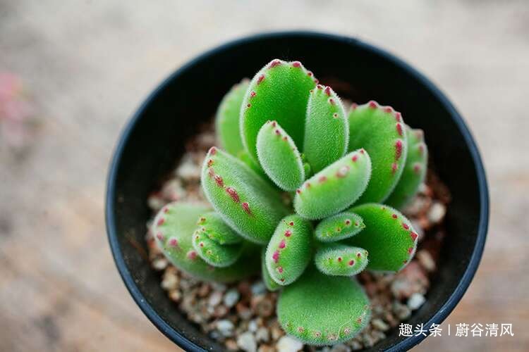 养多肉的过程充满乐趣，，好看的多肉应该如何养护