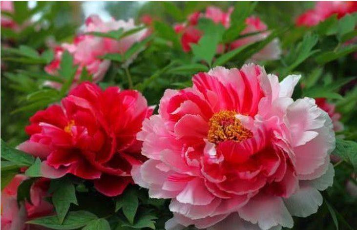 颜值超高的几款花,沾土就活,不仅好养而且寓意也好