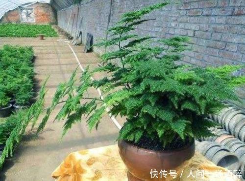 文竹有“3怕”,了解掌握,叶片绿油油,笋芽长不停