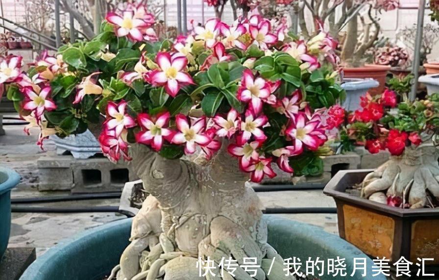 天冷后,需要“穷养”的六种花,水多易烂根,多晒爱生长