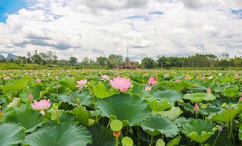 贺州市|广西贺州市钟山县“莲花海”成为拍照打卡地