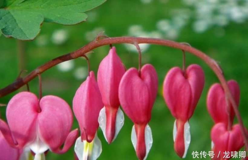 几款艳丽的花卉,漂亮又好闻,开花美如小花园,家中必选!