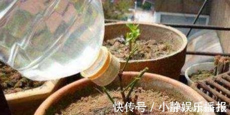 老花匠养花从不用啤酒、淘米水,仅在盆里倒点“它”,养啥爆啥!