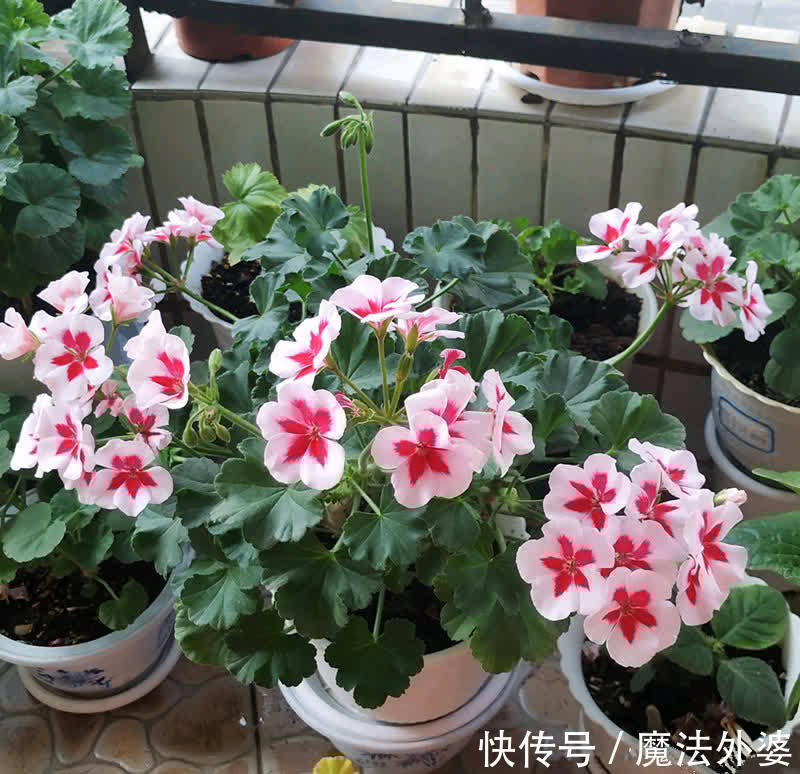 枝条|冬天“扦插”4种花,正是好时机,生根快,成活率高,容易的很