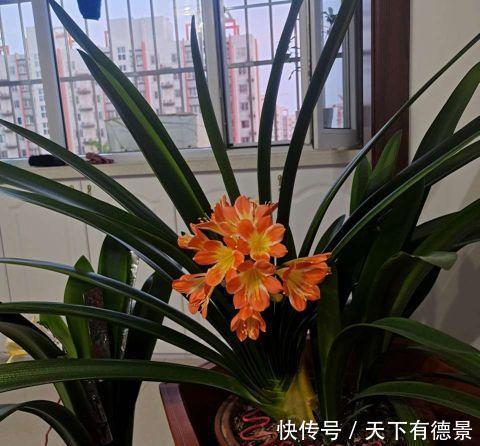 花开富贵|老花农用鸡蛋养君子兰,一年开两次花,叶子更是碧绿闪光