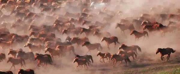 汗血|无人能解,汉武帝辛苦引进大量汗血宝马,后世为何却绝种了?