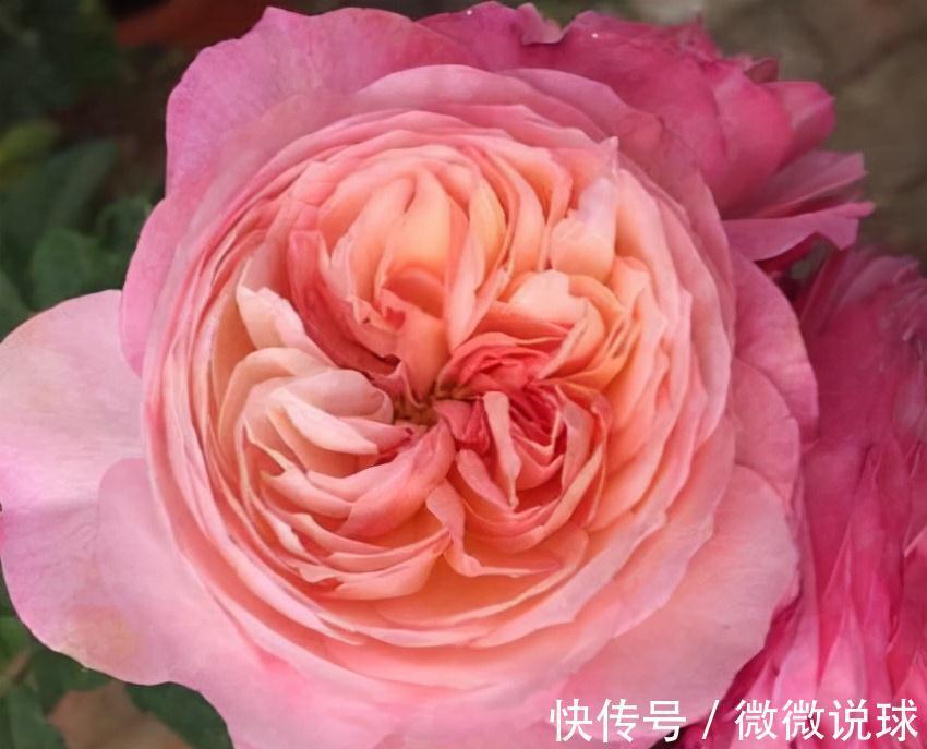 农历九月十八霜降后,养什么花?家里养3种花,福禄欢喜快快乐乐