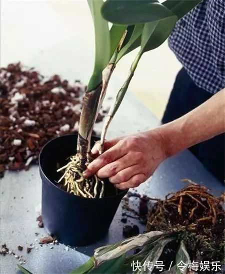 “养花杀手”通常都有的几个臭毛病,难怪养啥死啥,新手要留心了