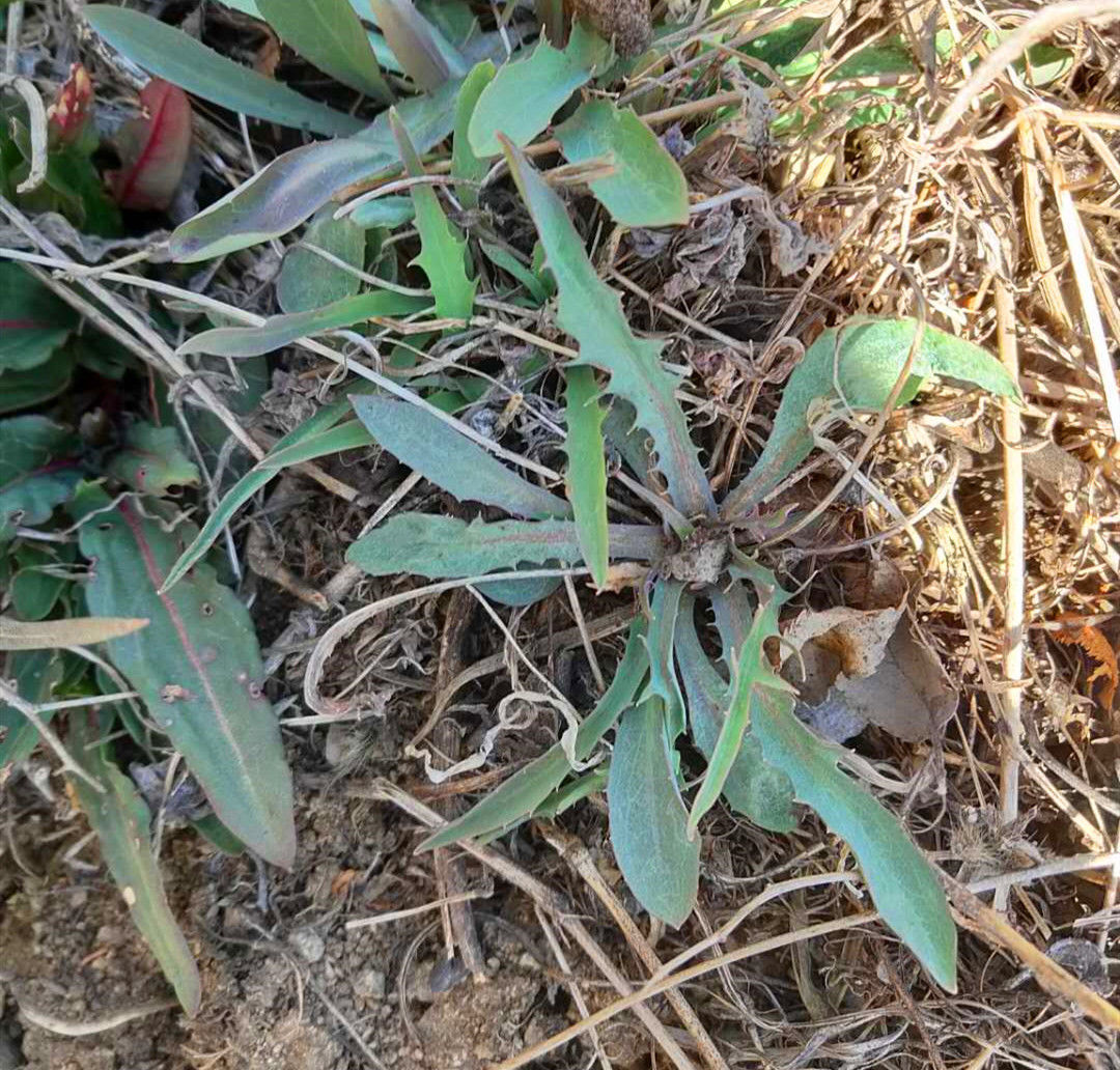 一样是苦菜，“大叶”和“小叶”有何区别知道以后别再乱买了