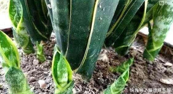 老花匠养的“虎皮兰”,侧芽长爆盆,原来是注意好了这4点