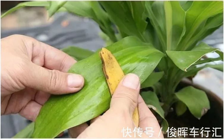 香蕉皮，天然钾肥，用对方法养花，有营养、能驱虫、清洁叶子