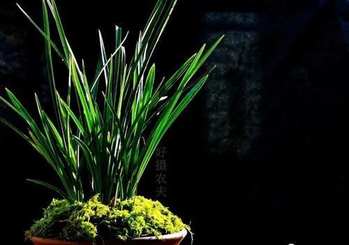 叶子|兰花叶子枯萎怎么办?教你5个妙招,新手兰友一定要知道