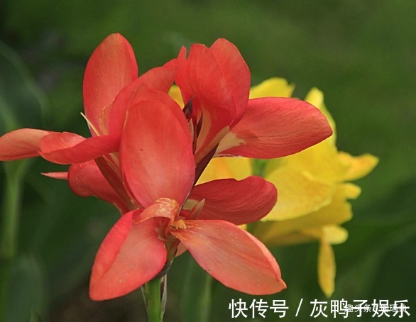 轻舞$此花叶似芭蕉花似蝴蝶，繁花似锦曼窕轻舞，寓意着美好的未来