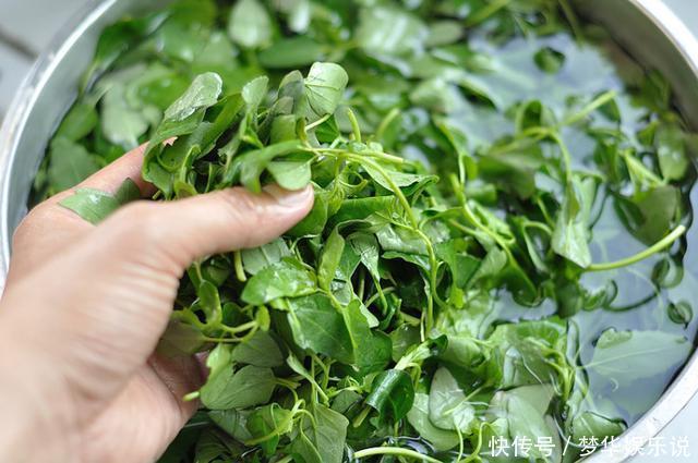 这菜春天遇到就不要错过,是菜又是药,清热下火,老人孩子要多吃