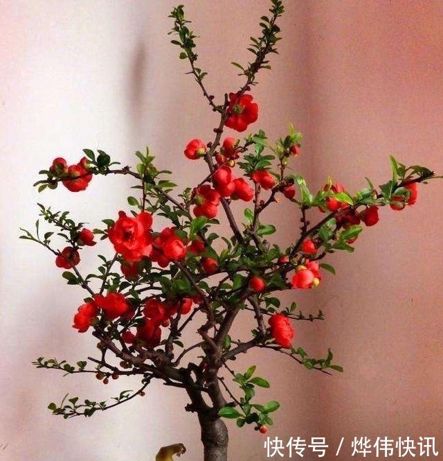 一种花叫“木瓜”,耐寒好养,开花漂亮,春季开满枝,比玫瑰美